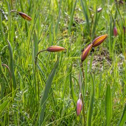 Tulipe des Aples