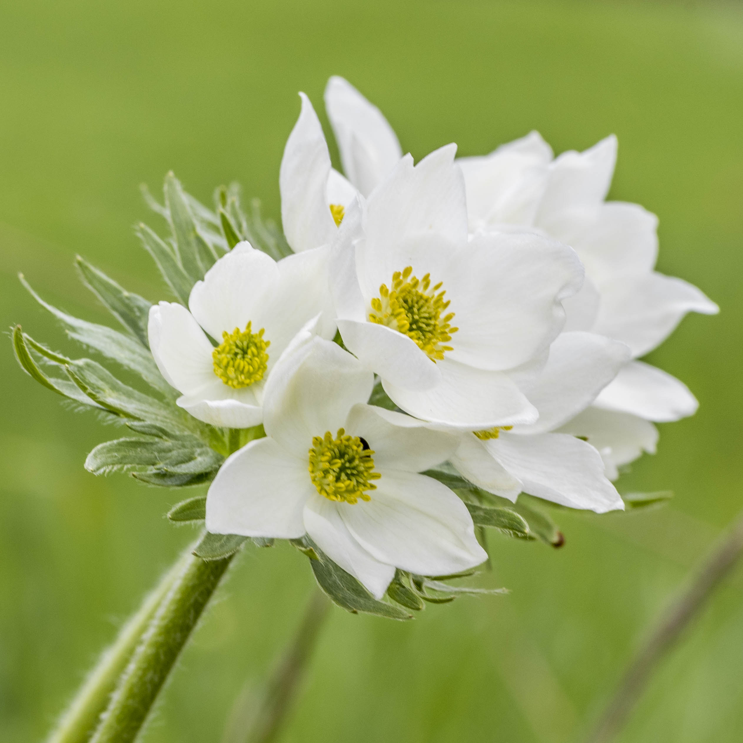 anémone à fleuilles de narcisse