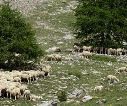 Repos des moutons après la cabane de la Valette