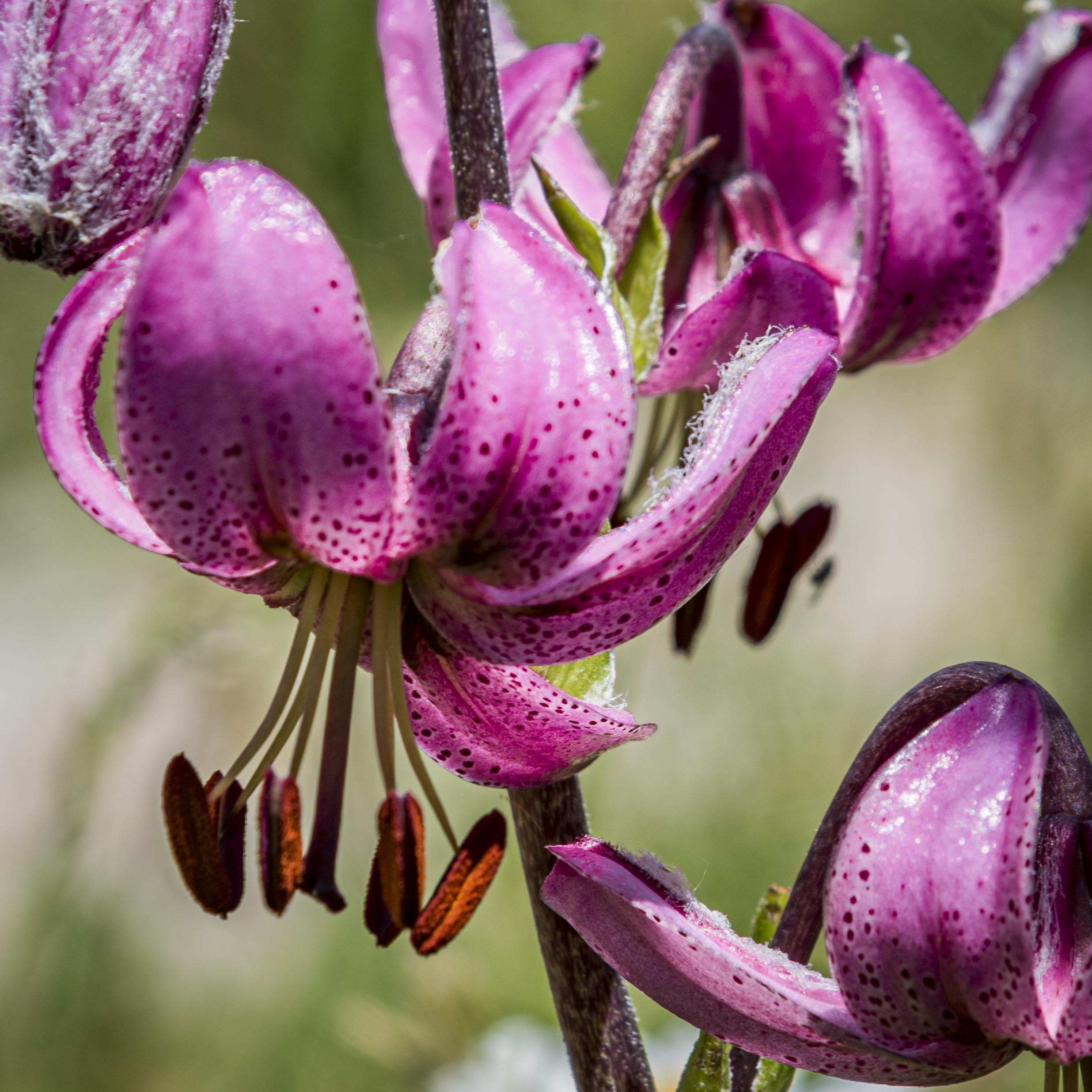 rocher de la roure -06
